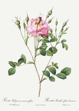 Les Roses 1824 HQ Original