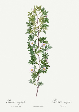 Les Roses 1824 HQ Original