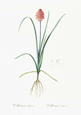 Veltheimia Abyssinica Illu