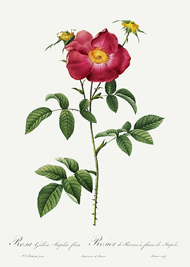 Les Roses 1824 HQ Original