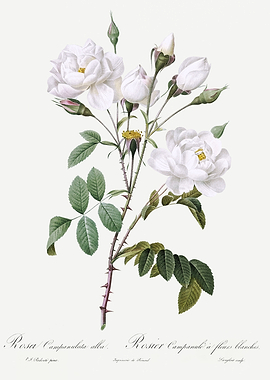 Les Roses 1824 HQ Original