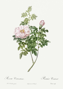 Les Roses 1824 HQ Original