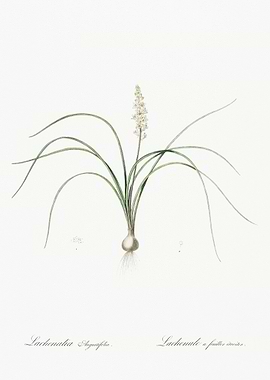 Lachenalia Angustifolia Il