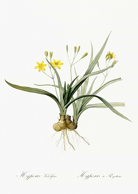 Hypoxis Sobolifera Illustr