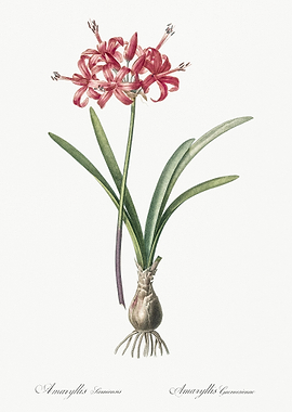 Guernsey Lily Illustration