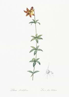 Lilium Penduliflorum Illus