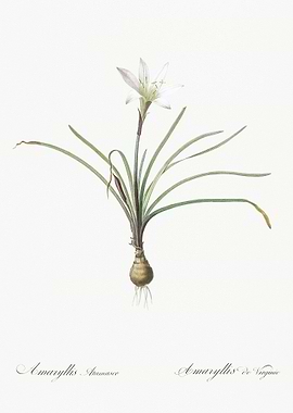 Rain Lily Illustration Fro