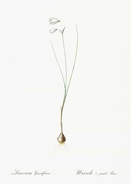 Snowbell Illustration From