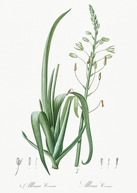 Albuca Cornuta Illustratio