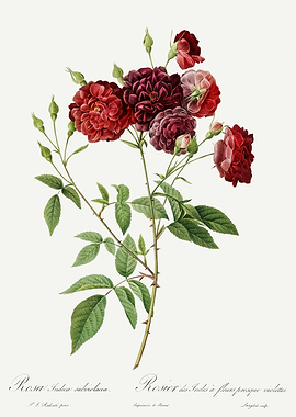 Les Roses 1824 HQ Original