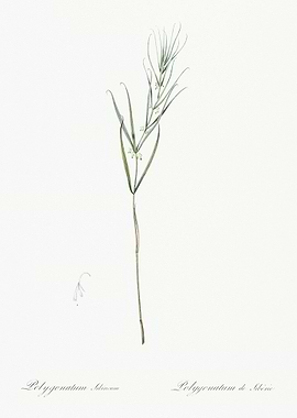 Siberian Solomon39S Seal I