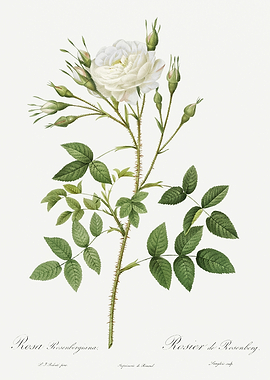 Les Roses 1824 HQ Original