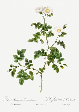 Les Roses 1824 HQ Original