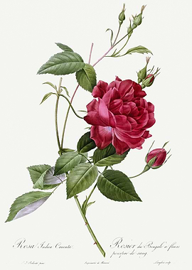 Les Roses 1824 HQ Original