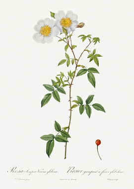 Les Roses 1824 HQ Original