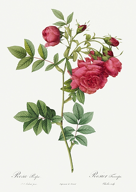 Les Roses 1824 HQ Original