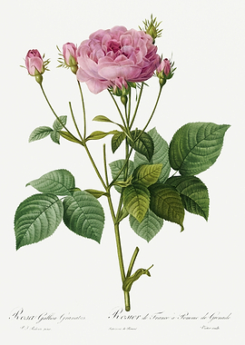 Les Roses 1824 HQ Original