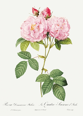 Les Roses 1824 HQ Original
