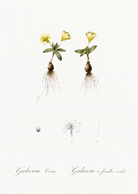 Cape Tulip Illustration Fr