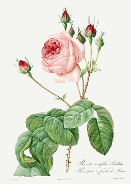 Les Roses 1824 HQ Original
