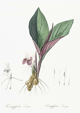 Koemferia Longa Illustrati