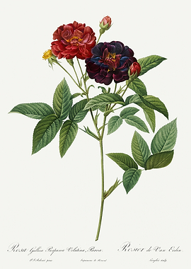 Les Roses 1824 HQ Original