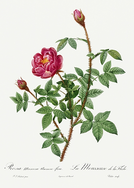 Les Roses 1824 HQ Original