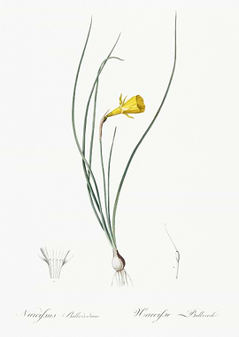 Daffodil Illustration From