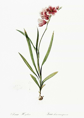 Ixia Hyalina Illustration