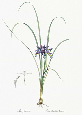 Grass Leaved Iris Illustra