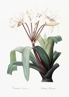 Crinum Erubescens Illustra
