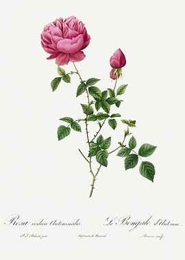 Les Roses 1824 HQ Original