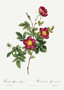 Les Roses 1824 HQ Original