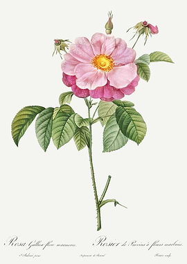 Les Roses 1824 HQ Original