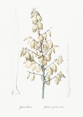 Adam39S Needle Illustratio