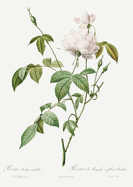 Les Roses 1824 HQ Original