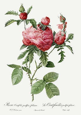 Les Roses 1824 HQ Original