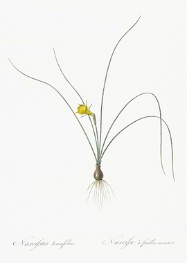Petticoat Daffodil Illustr