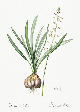 Satin Squill Illustration