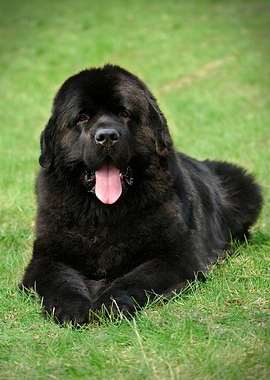 Newfoundland dog portrait