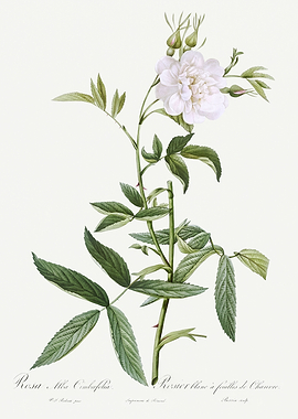 Les Roses 1824 HQ Original