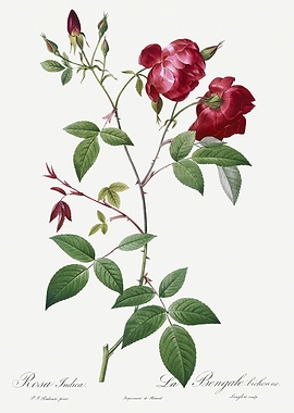 Les Roses 1824 HQ Original