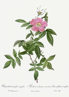 Les Roses 1824 HQ Original