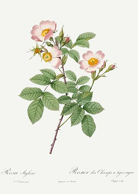 Les Roses 1824 HQ Original