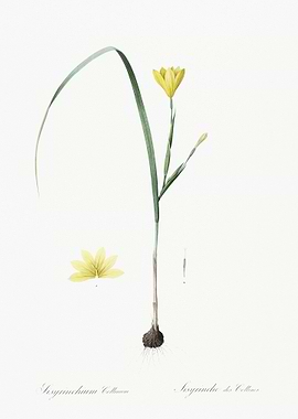 Cape Tulip Illustration Fr