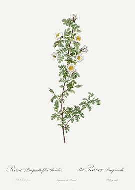 Les Roses 1824 HQ Original