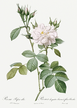 Les Roses 1824 HQ Original