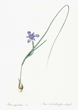 Barbary Nut Illustration F