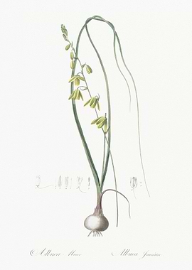 Albuca Illustration From L