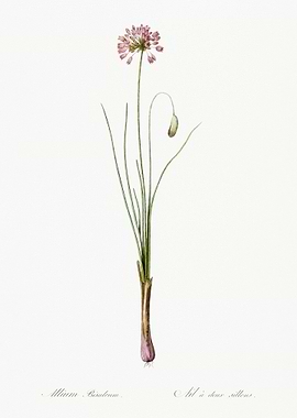 Autumn Onion Illustration
